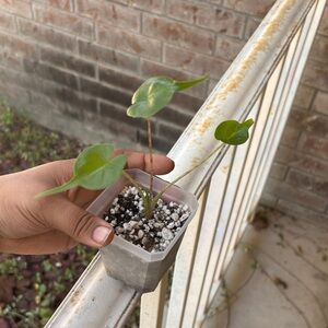 Alocasia Stingray Pup